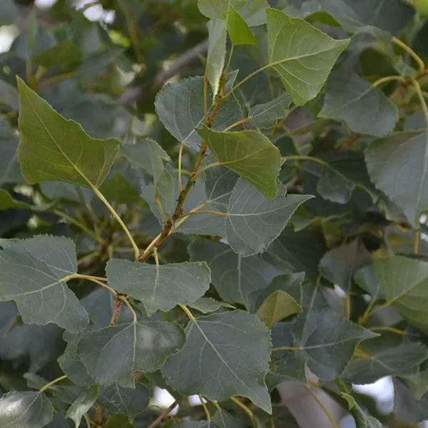 Fremont's Cottonwood