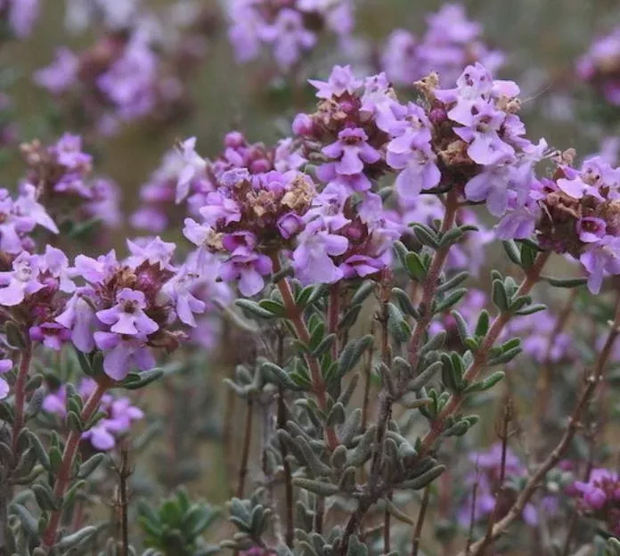 French Thyme Seeds