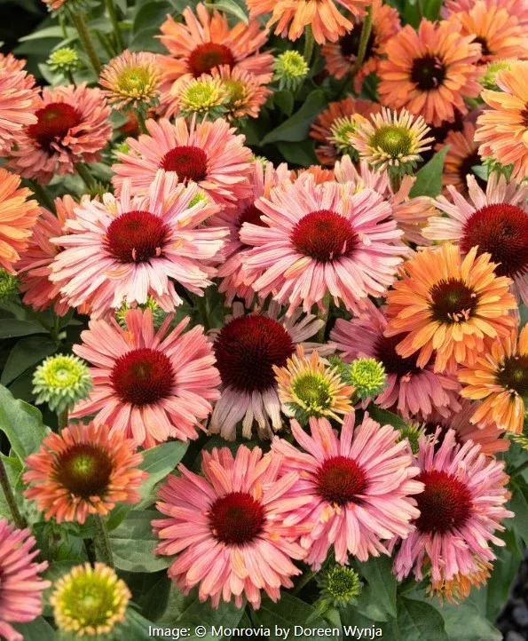 Fresco Apricot Coneflower