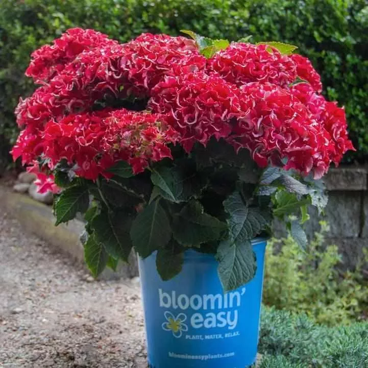 Frill Ride Bigleaf Hydrangea
