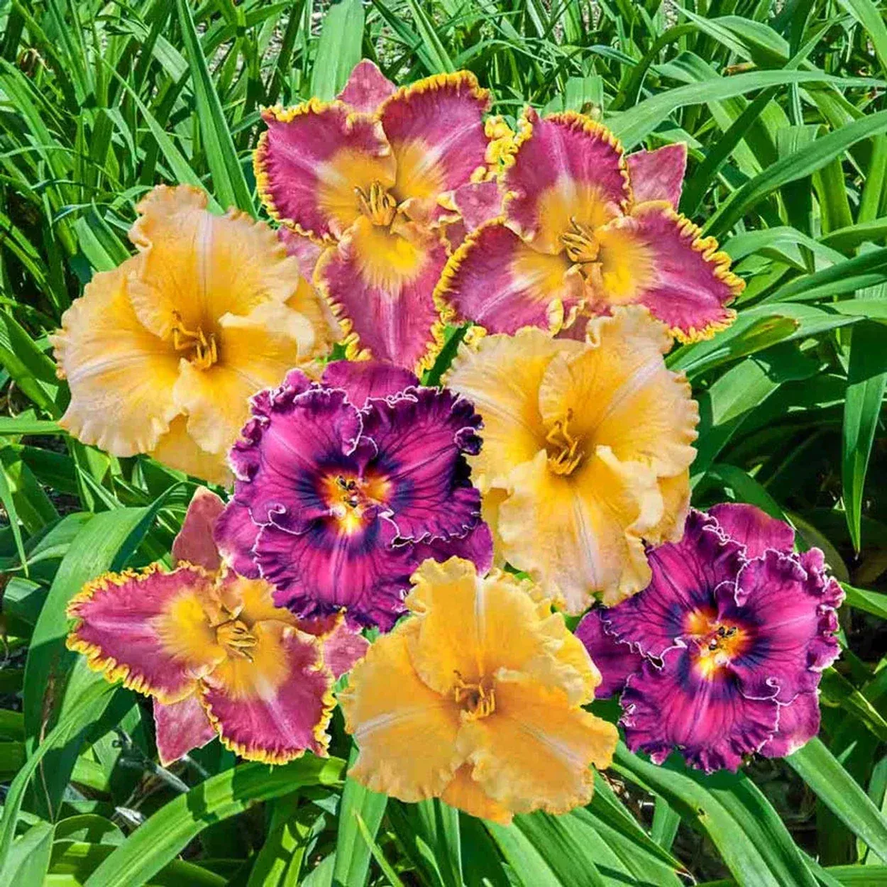 Frill Seekers Ruffled Reblooming Daylily Mixture
