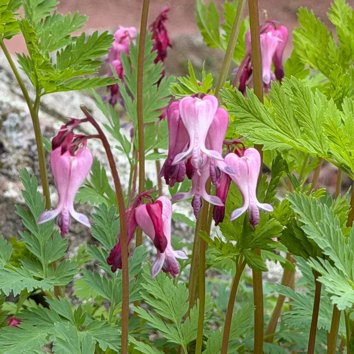 Fringed Bleeding Heart
