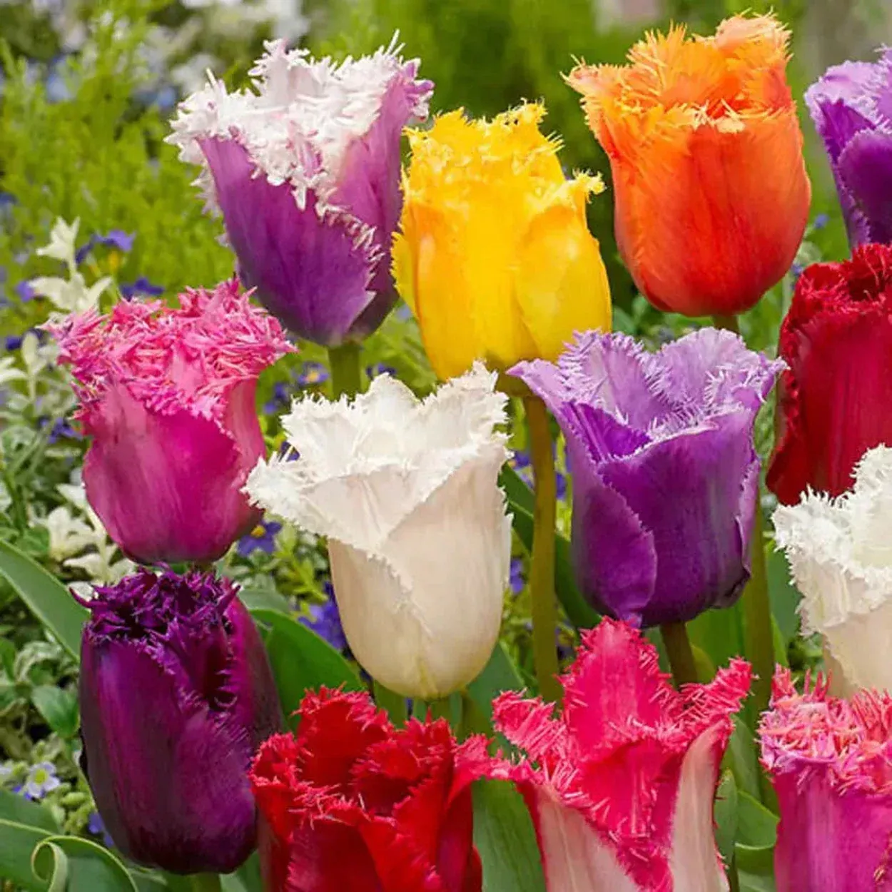 Fringed Tulip Mixture