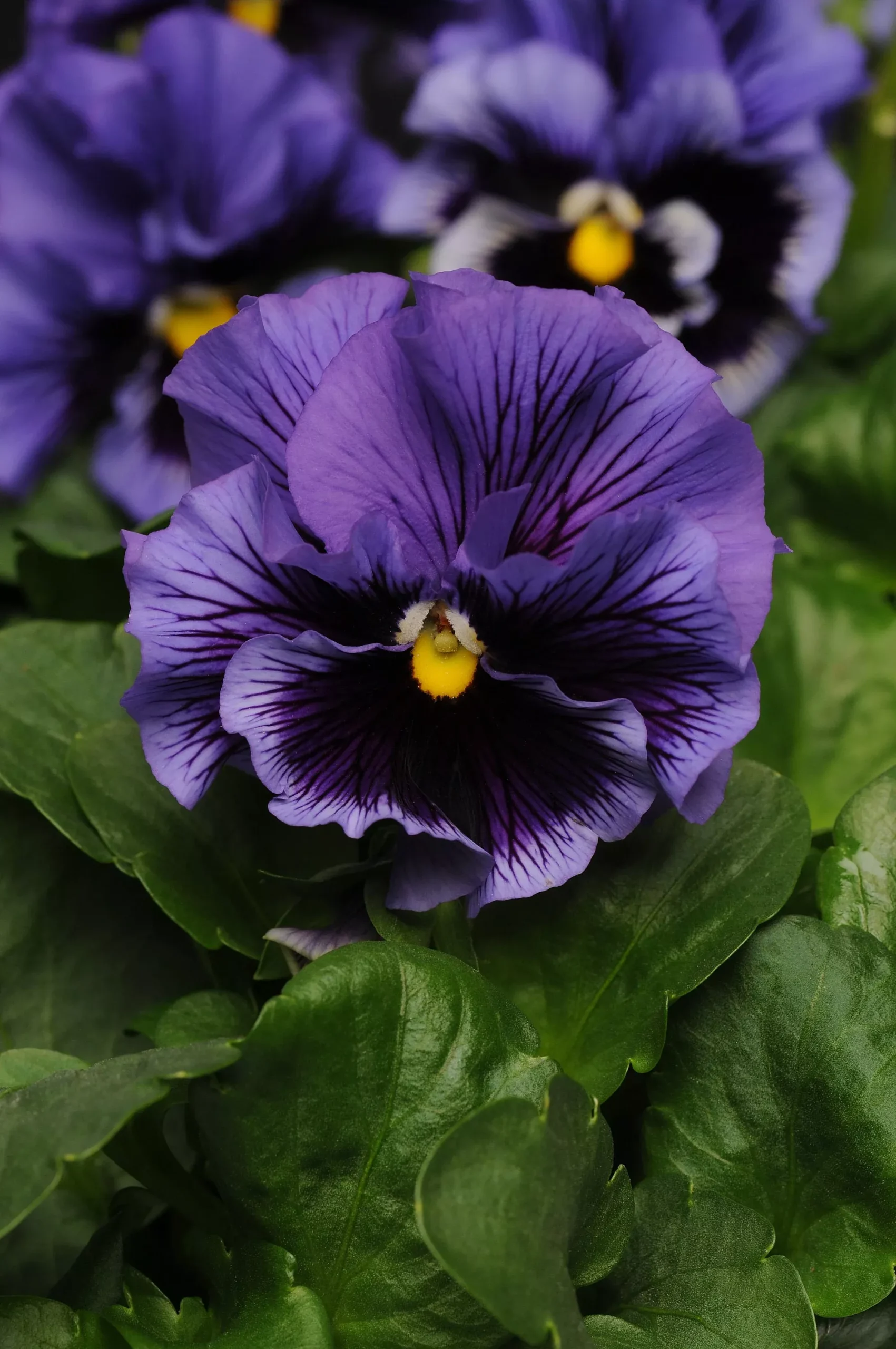 Frizzle Sizzle Blueberry Pansy Seeds, Viola x wittrockiana VL2820
