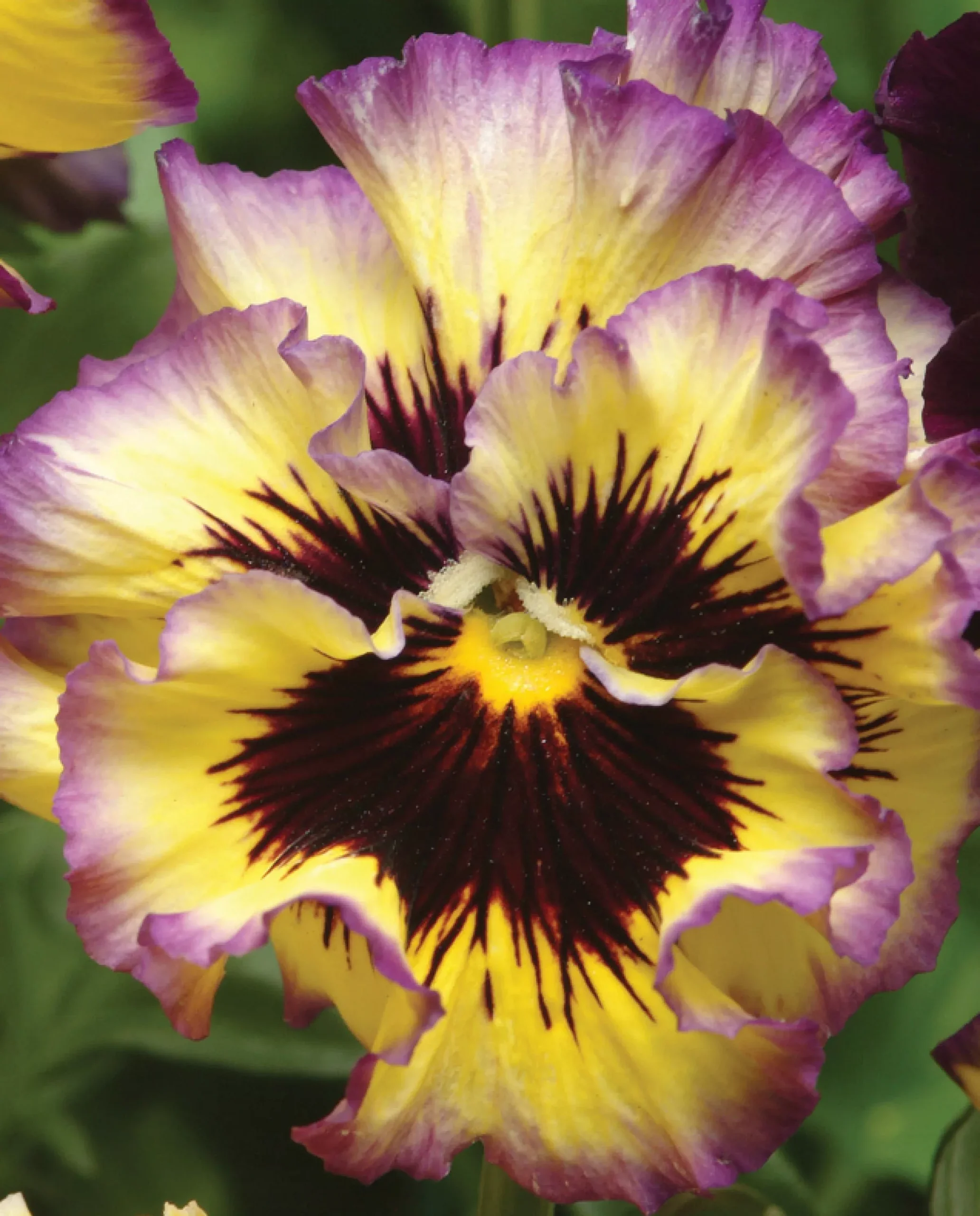 Frizzle Sizzle Lemonberry Pansy Seeds, Viola x wittrockiana VL1320