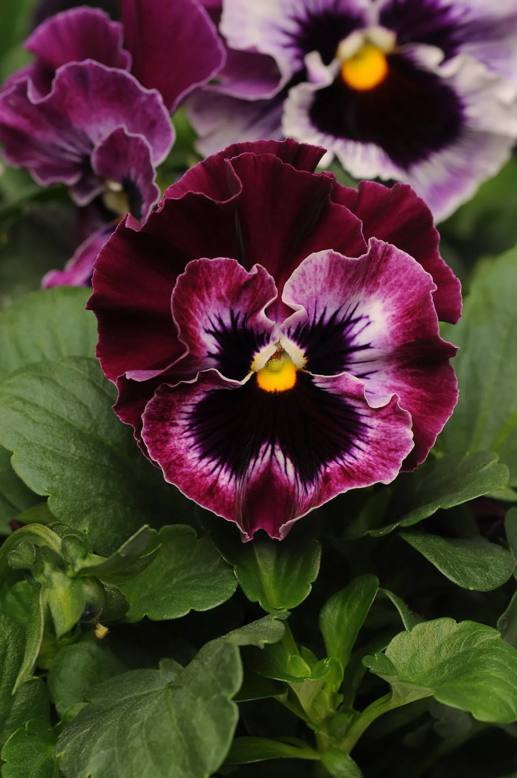 Frizzle Sizzle Raspberry Pansy Seeds, Viola x wittrockiana VL1420
