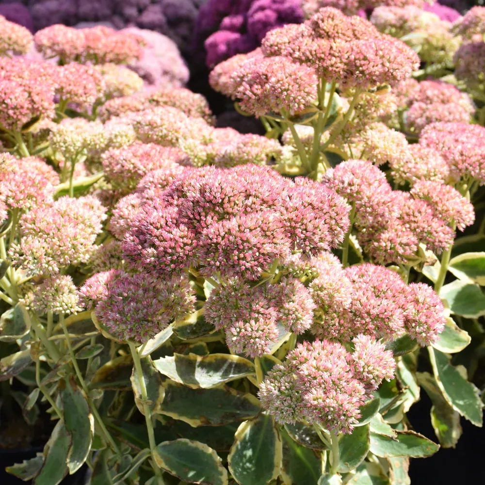 Frosted Fire Stonecrop