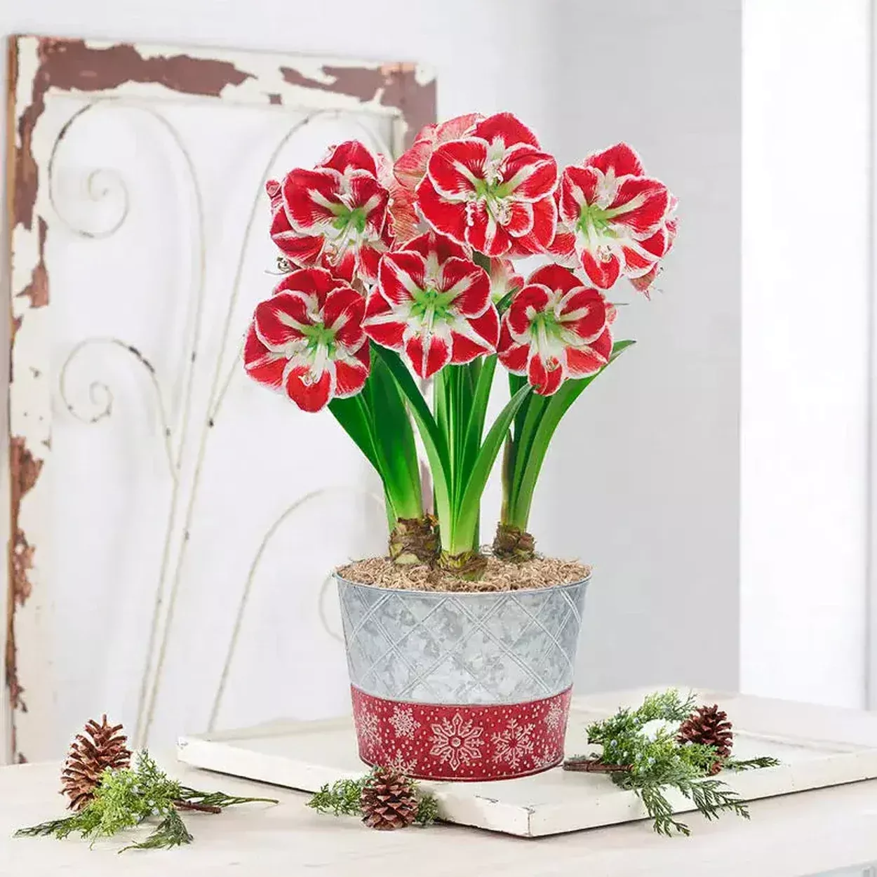 Frosted Kiss Amaryllis