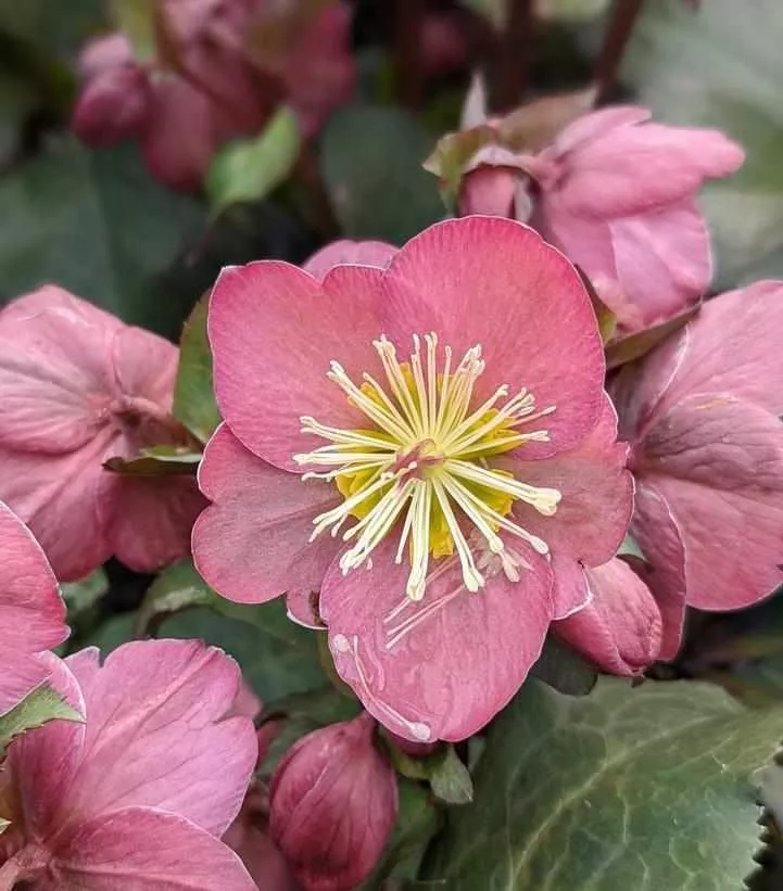 Frostkiss Cheryl's Shine Lenten Rose