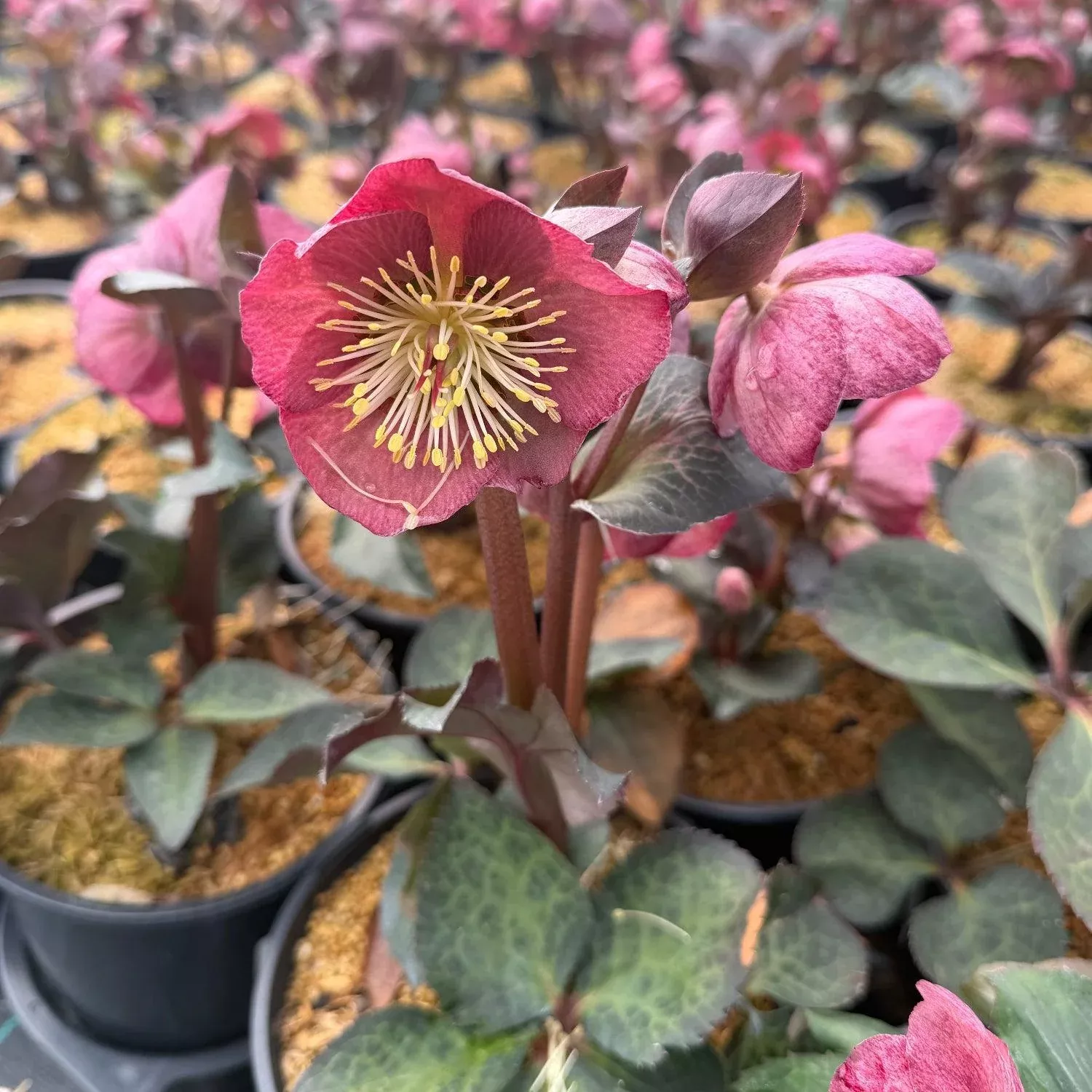 Frostkiss Elemental Lenten Rose