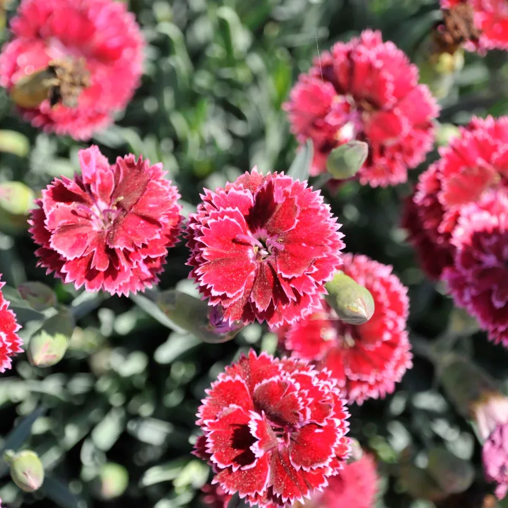 Fruit Punch & Black Cherry Frost Pinks (Dianthus) - 1 Quart Pot