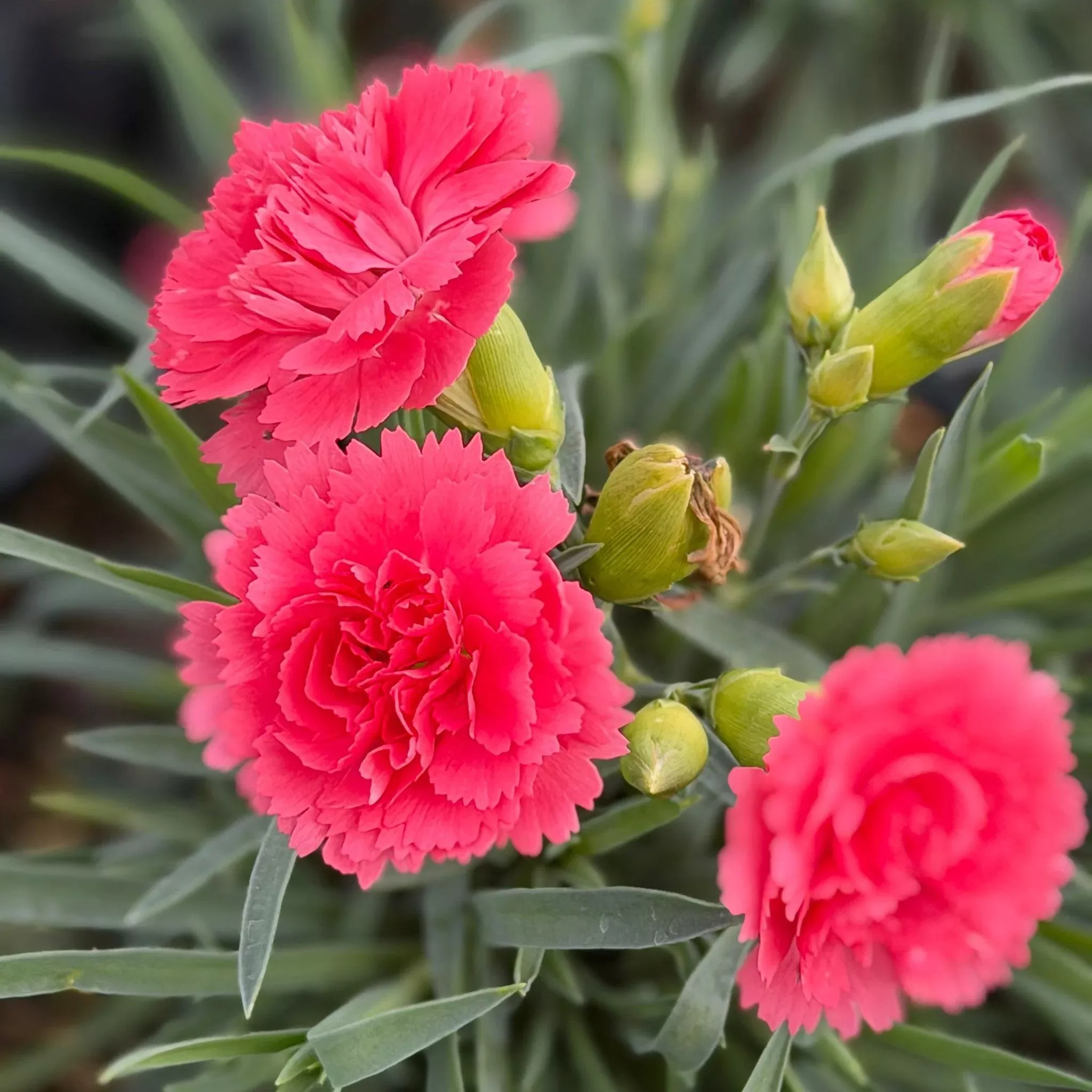 Fruit Punch Classic Coral Pinks