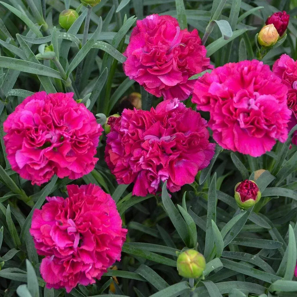 Fruit Punch Funky Fuchsia Pinks