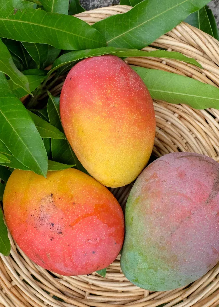 Fruit Punch Mango Tree