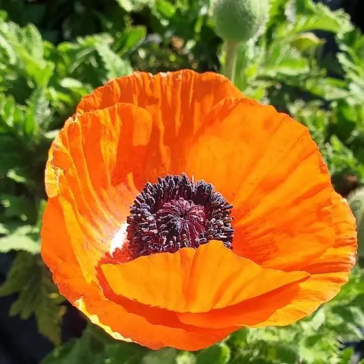 Fruit Punch Oriental Poppy