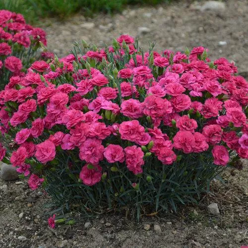 Fruit Punch Raspberry Ruffles Dianthus