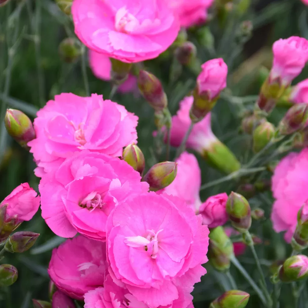 Fruit Punch & Sweetie Pie Pinks (Dianthus) - 1 Quart Pot