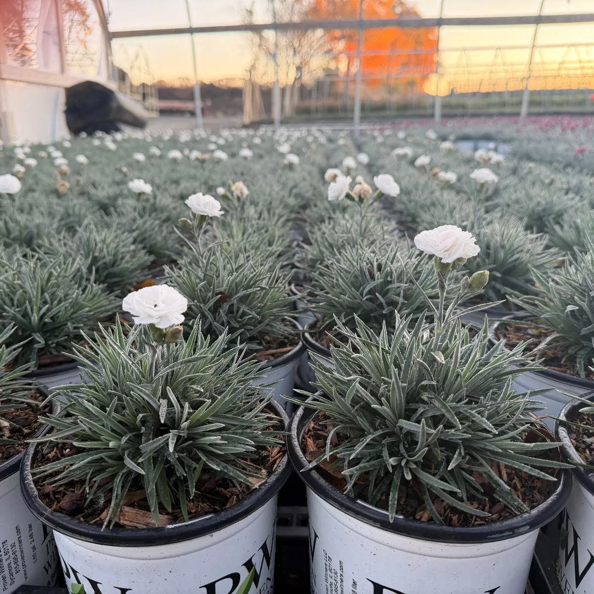 Fruit Punch Whipped Cream Carnation Pinks