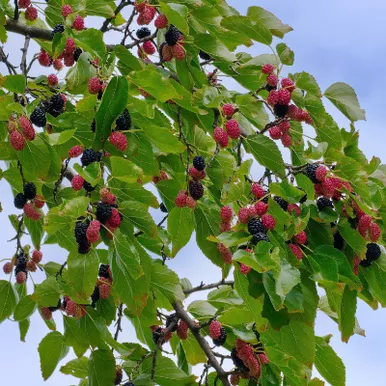 Fruiting Mulberry Tree - Fast-Growing Edible Landscape Delight with Juicy Berries & Lush Foliage