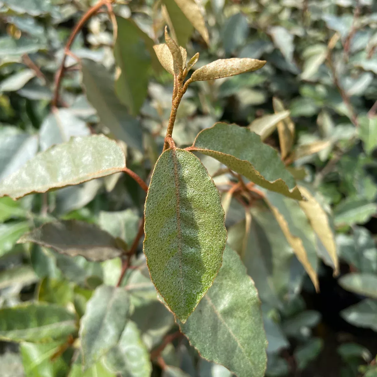 Fruitland Silverberry