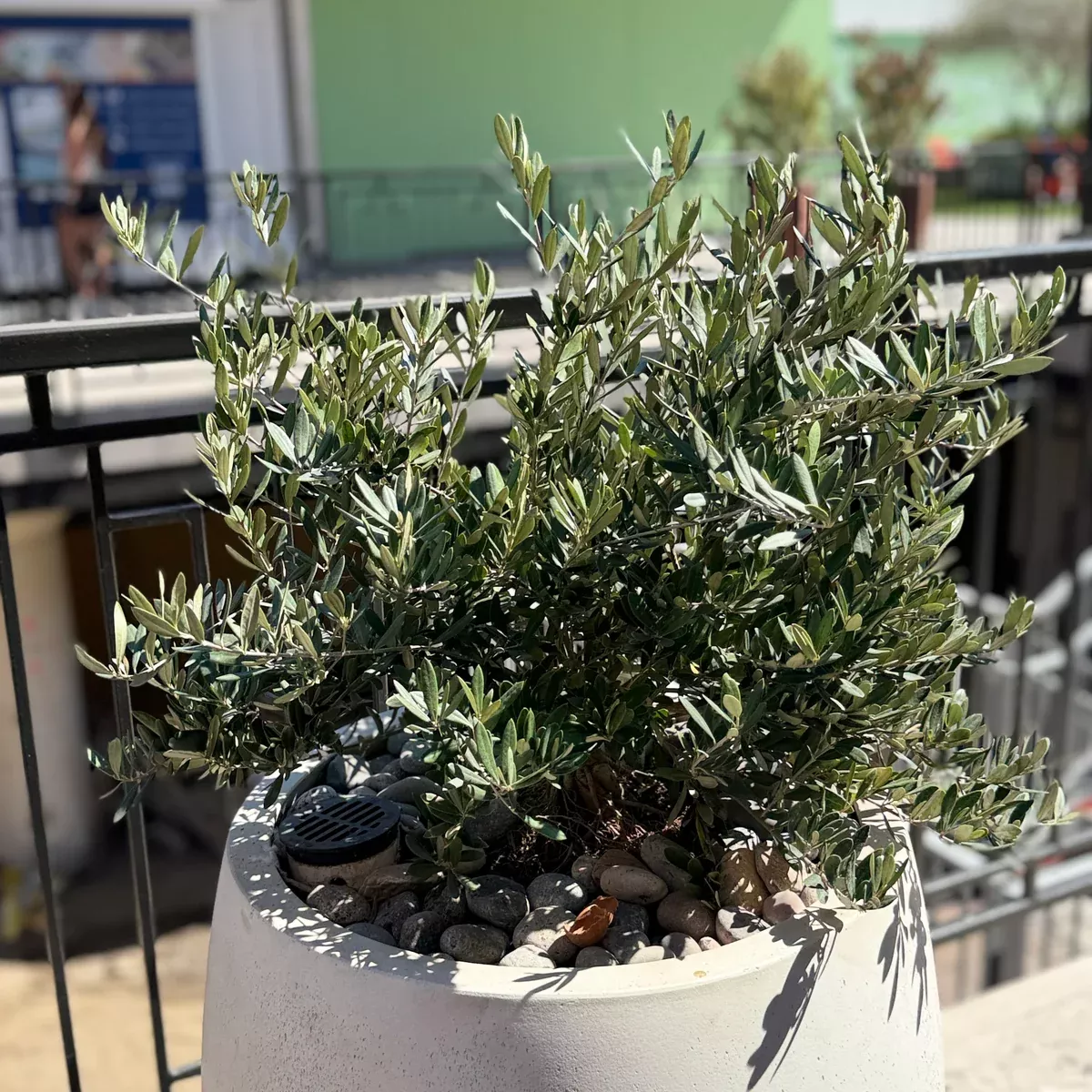 Fruitless Dwarf Olive