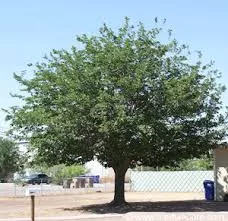 Fruitless Mulberry 'Morus alba'