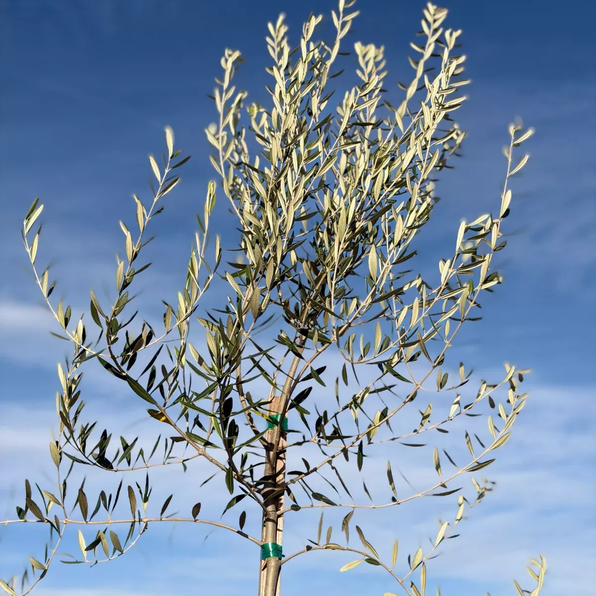 Fruitless Olive Tree Standard