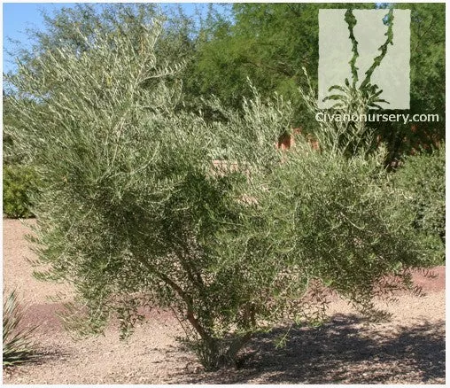 Fruitless Olive