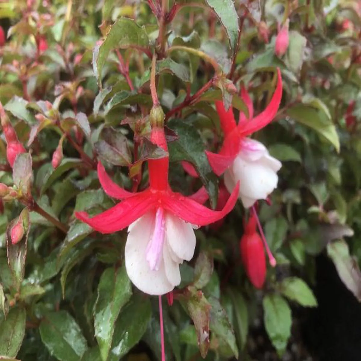 Fuchsia Alice HoffmanHardy Fuchsia