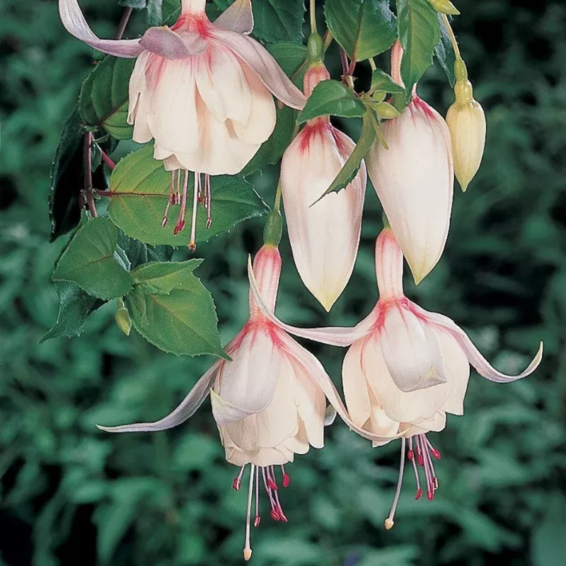 Fuchsia Annabelle White Plant Plug (Fuchsia 'Annabelle White') – Pure White Blooms for Elegant Garden Displays