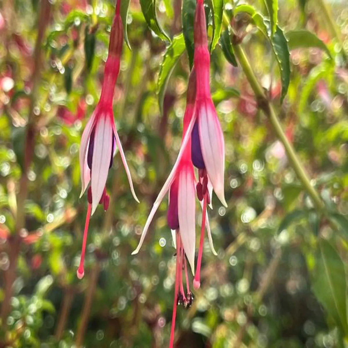 Fuchsia Logan WoodsHardy Fuchsia