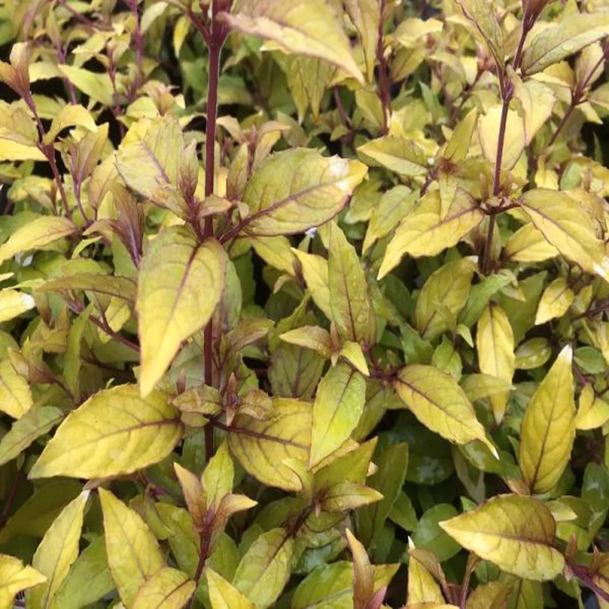 Fuchsia magellanica AureaHardy Fuchsia