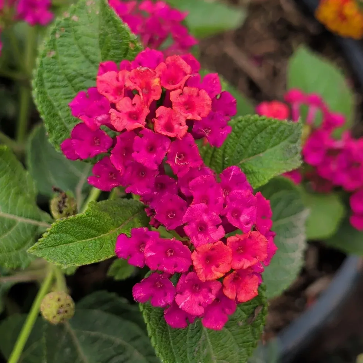 Fuchsia Pink Lantana