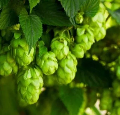 Fuggle Hops Seeds