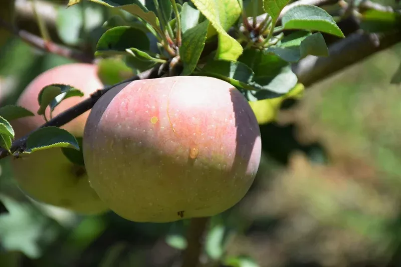 Fuji Apple - Malus - 7# Potted Tree