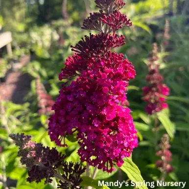 Funky Fuchsia™ Butterfly Bush