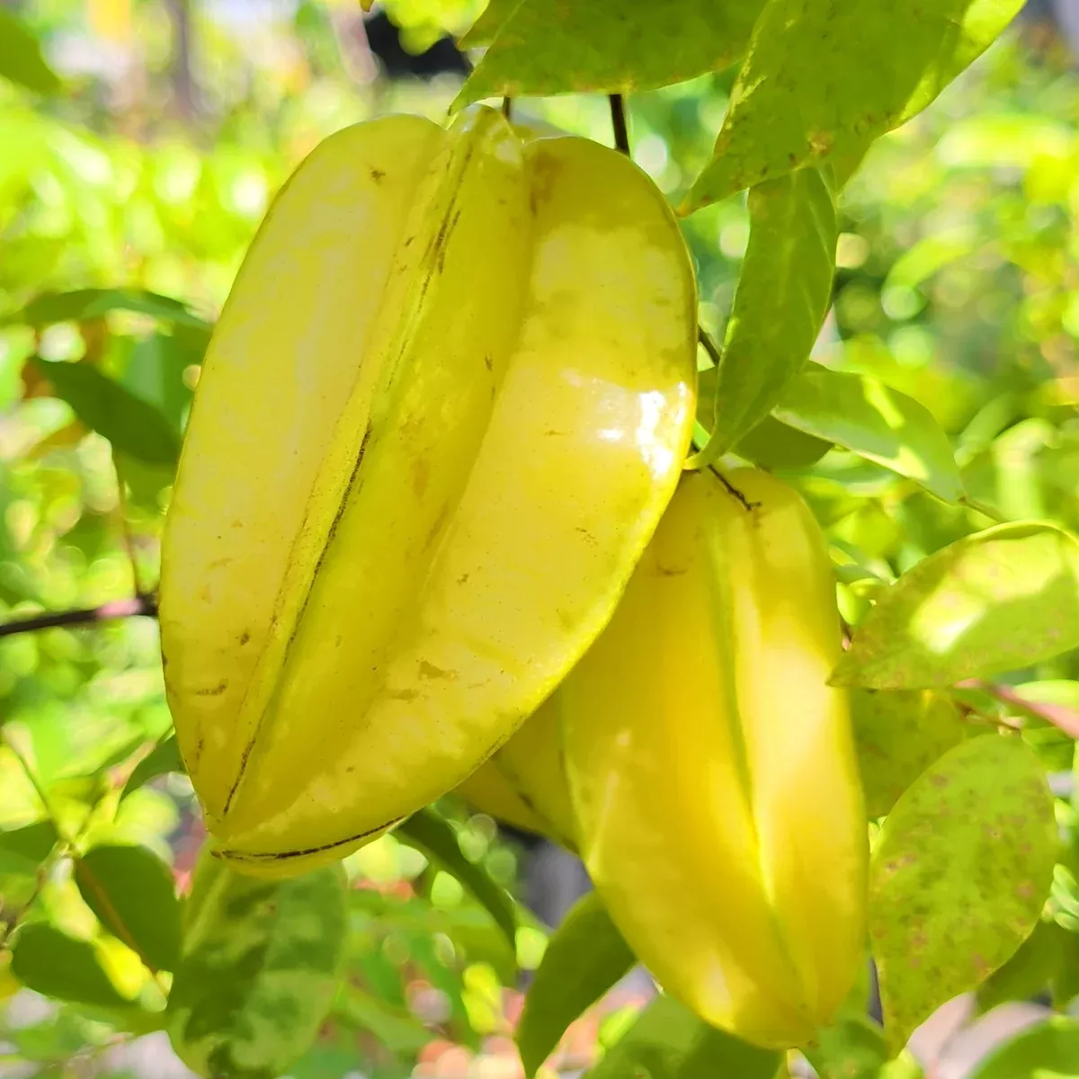 Fwang Tung Starfruit