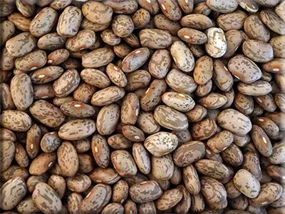 Ga Ga Hut Pinto Bean