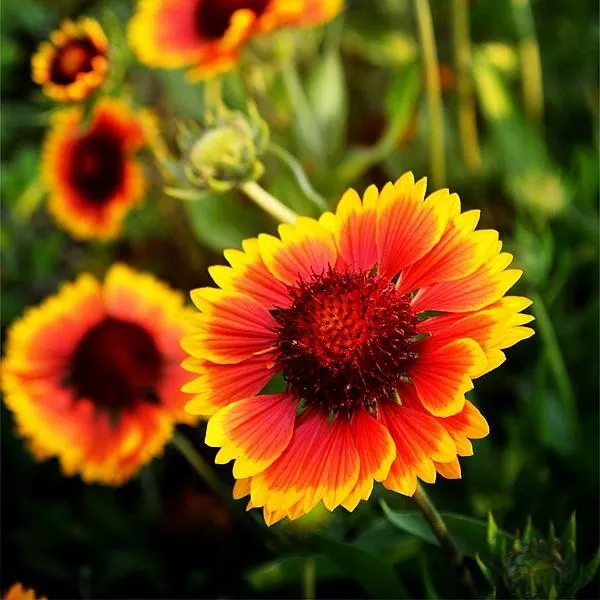 Gaillardia aristata 'Bargaispinor'- Spintop™ Orange Halo Blanket Flower