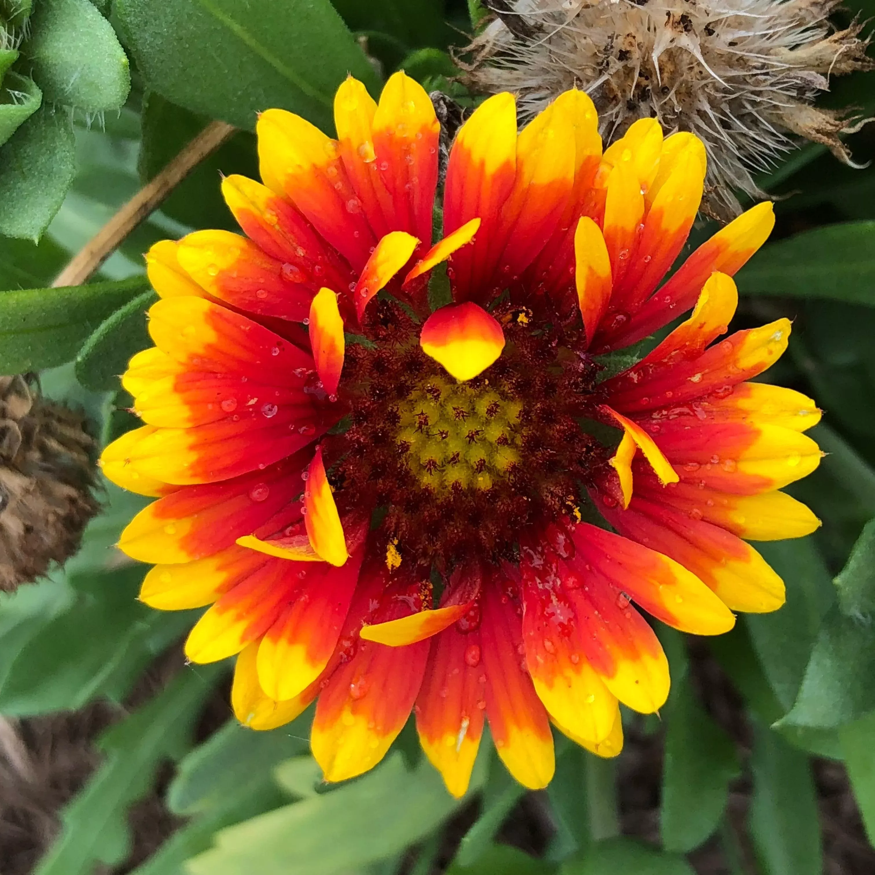 Gaillardia aristata 'Spintop Red Starburst'- Spintop™ Red Starburst Blanket Flower