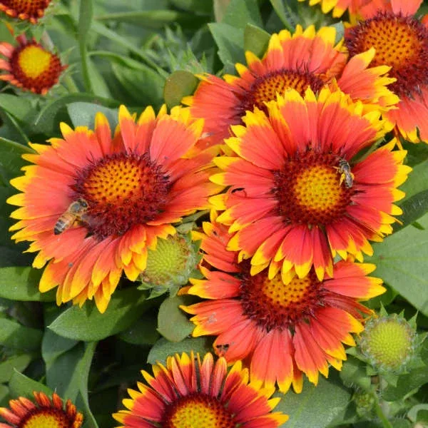 Gaillardia Arizona Sun - Blanket Flower