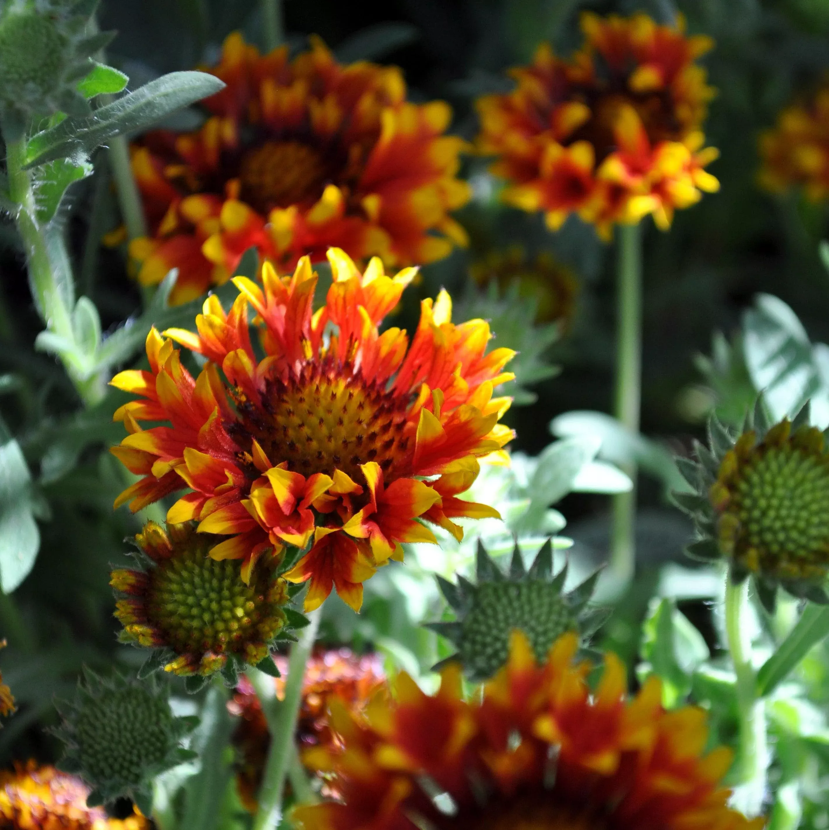 Gaillardia 'Copper Sun'- Spintop™ Copper Sun Blanket Flower