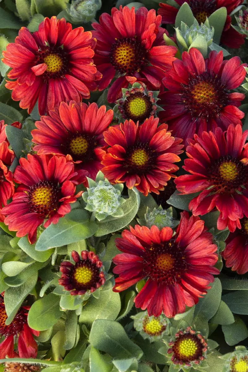 Gaillardia Spintop