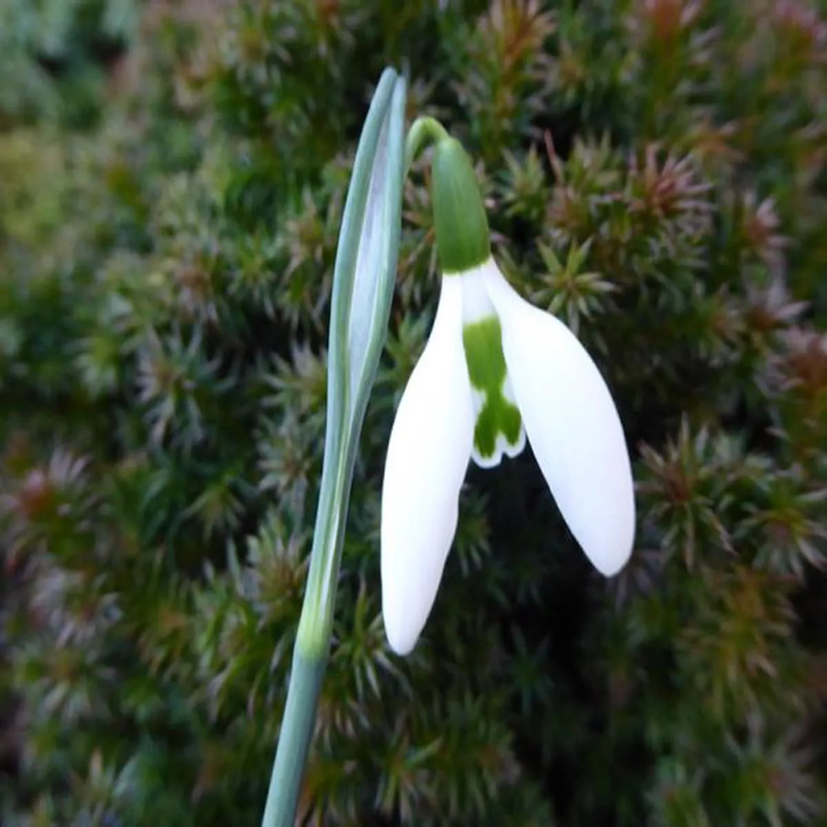 Galanthus Anglesey Orange TipSnowdrop