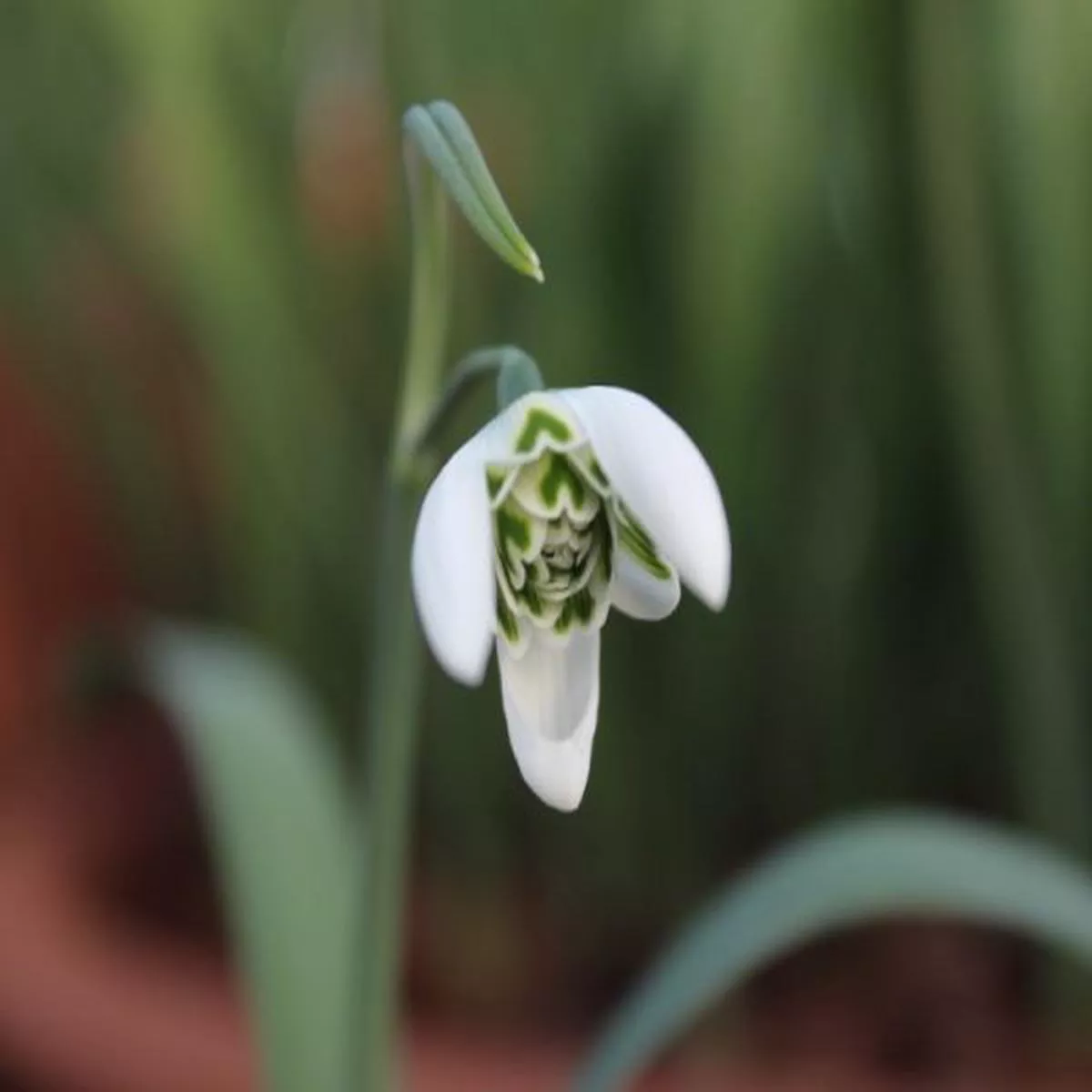 Galanthus BallerinaSnowdrop