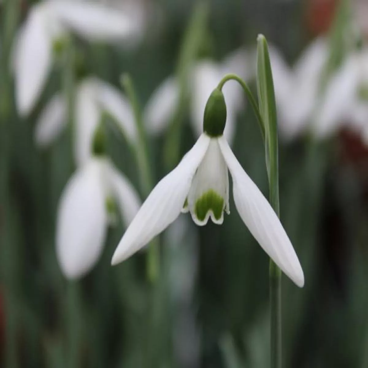 Galanthus BessSnowdrop