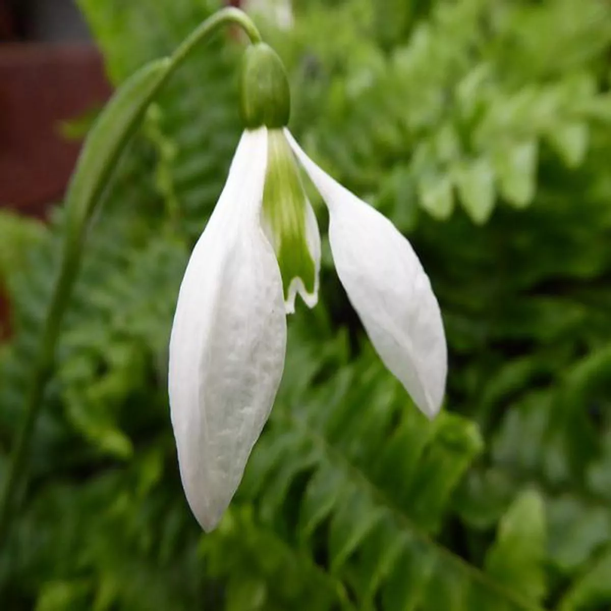 Galanthus Chantry TaffetaSnowdrop