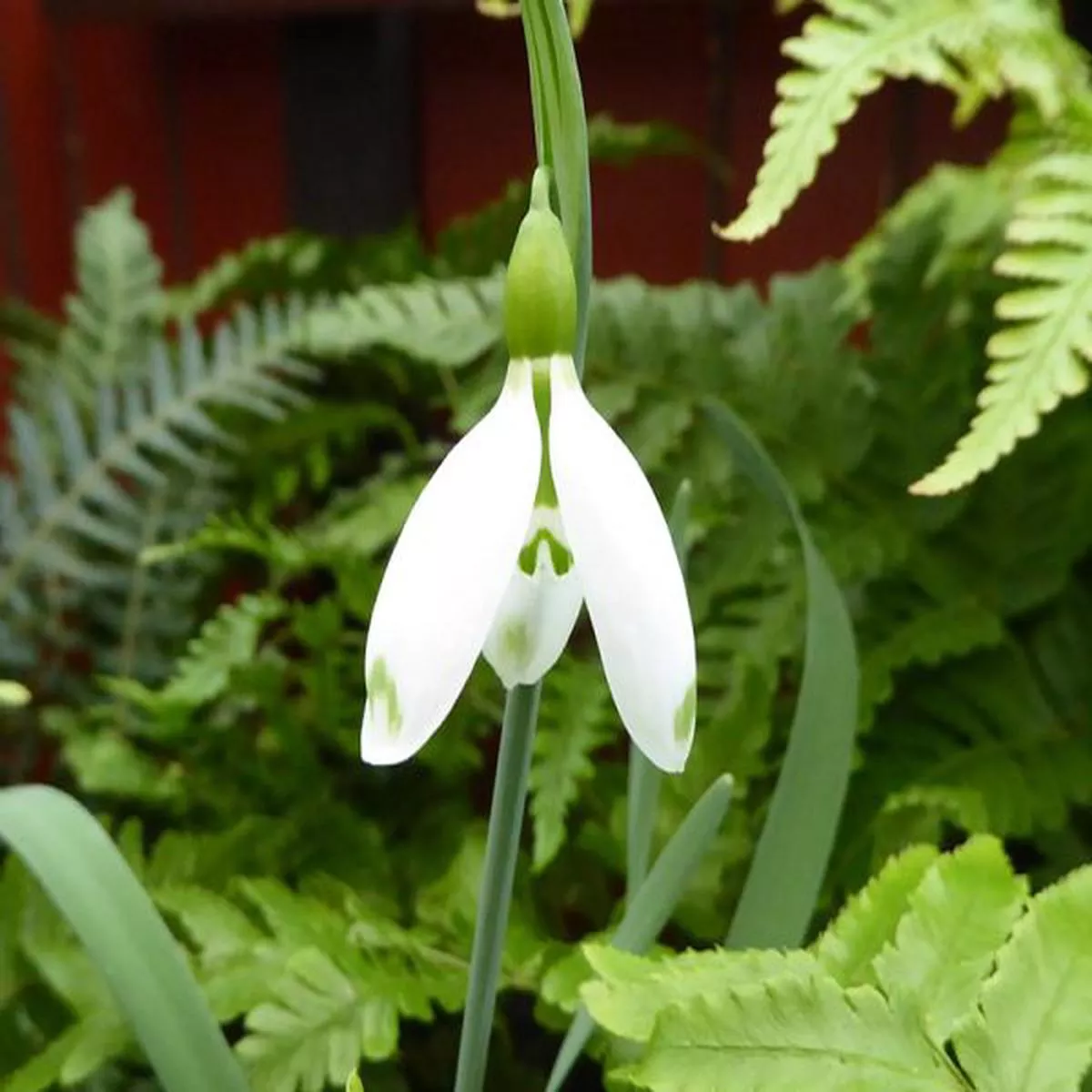 Galanthus David BromleySnowdrop