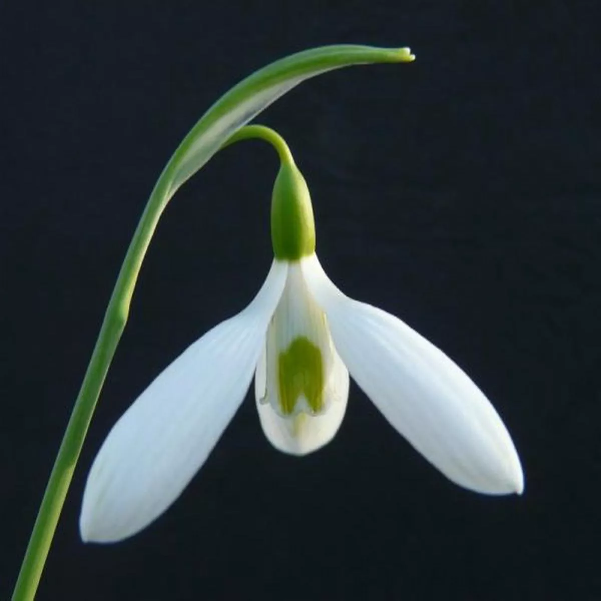 Galanthus elwesii John TomlinsonSnowdrop