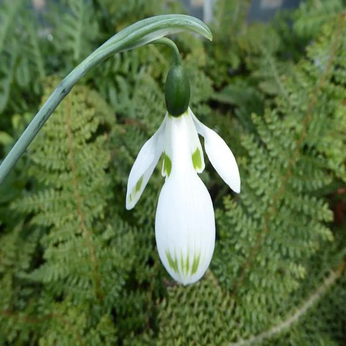 Galanthus elwesii LadybirdSnowdrop